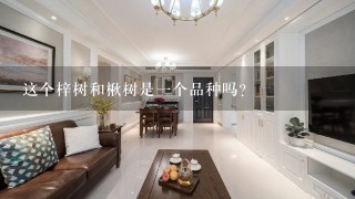 这个梓树和楸树是1个品种吗？