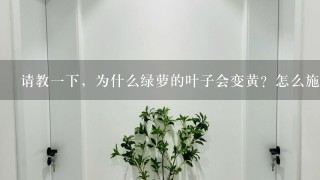 请教1下，为什么绿萝的叶子会变黄？怎么施肥？